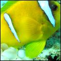 Rode zee anemoonvis