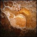 Afdrukken van hersenkoralen in de grotten