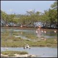 Flamingo's: Het symbool van Bonaire