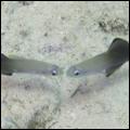 Zwartvin pijlvis