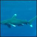 Oceanic white tip shark ...