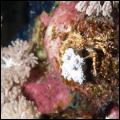 Camouflagespinkrab