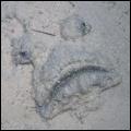steenvis ingegraven in het zand
