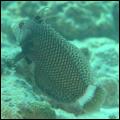 Rock-mover wrasse